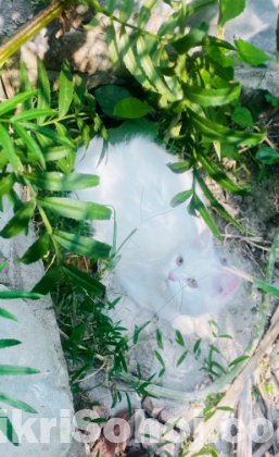 বিড়ালটি বিক্রি করা হবে